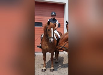 More ponies/small horses, Mare, 7 years, 15 hh, Chestnut-Red