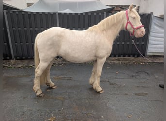 More ponies/small horses, Mare, 7 years, 15 hh, Cremello