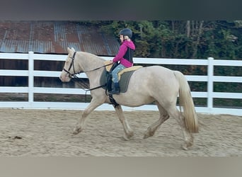 More ponies/small horses, Mare, 7 years, 15 hh, Cremello