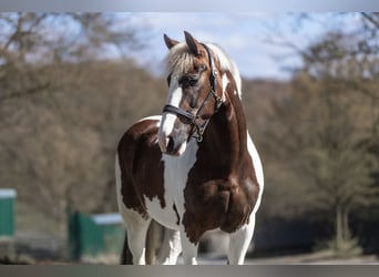 More ponies/small horses, Mare, 7 years, 15 hh, Pinto