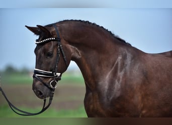 More ponies/small horses, Mare, 7 years, 15,1 hh, Chestnut-Red
