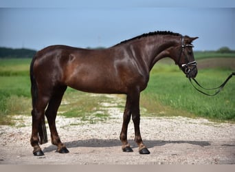 More ponies/small horses, Mare, 7 years, 15,1 hh, Chestnut-Red