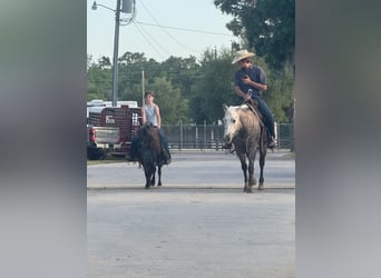More ponies/small horses, Mare, 7 years, 9,2 hh, Roan-Blue