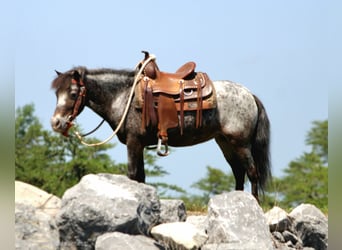 More ponies/small horses, Mare, 7 years, Roan-Blue