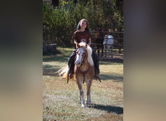 More ponies/small horses, Mare, 8 years, 11.2 hh, Roan-Red