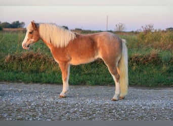 More ponies/small horses, Mare, 8 years, 11.2 hh, Roan-Red