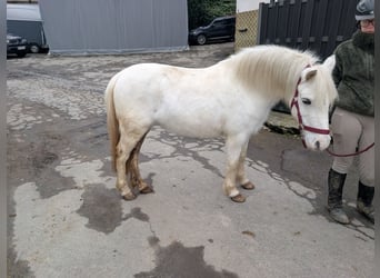More ponies/small horses, Mare, 8 years, 11,2 hh, Grey