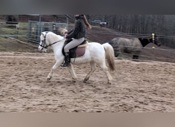 More ponies/small horses, Mare, 8 years, 11,2 hh, Grey