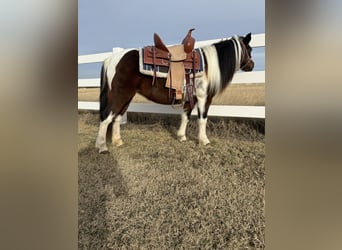More ponies/small horses, Mare, 8 years, 11,2 hh, Roan-Bay