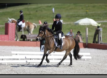 More ponies/small horses, Mare, 8 years, 12 hh, Brown