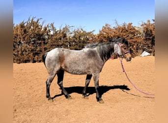 More ponies/small horses, Mare, 8 years, 12 hh, Roan-Bay