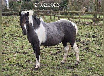 More ponies/small horses Mix, Mare, 8 years, 12,1 hh, Pinto