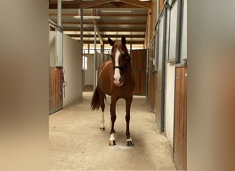 More ponies/small horses, Mare, 8 years, 13.3 hh, Chestnut-Red