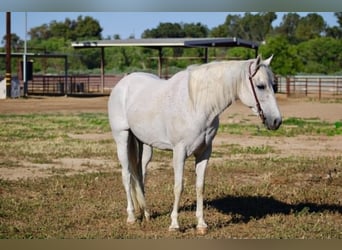 More ponies/small horses, Mare, 8 years, 13 hh, Grey
