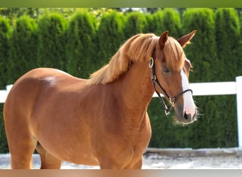 More ponies/small horses, Mare, 8 years, 13,1 hh, Chestnut-Red