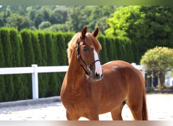 More ponies/small horses, Mare, 8 years, 13,1 hh, Chestnut-Red