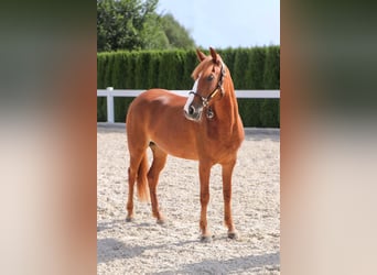 More ponies/small horses, Mare, 8 years, 13,1 hh, Chestnut-Red