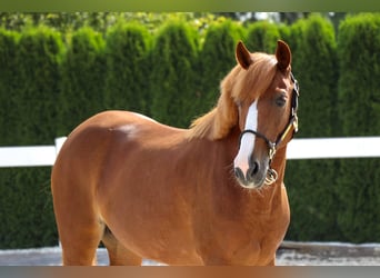 More ponies/small horses, Mare, 8 years, 13,1 hh, Chestnut-Red