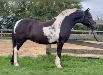 More ponies/small horses, Mare, 8 years, 13,1 hh, Pinto