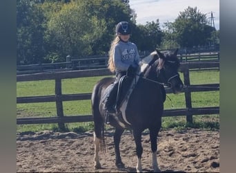 More ponies/small horses, Mare, 8 years, 13,1 hh, Pinto