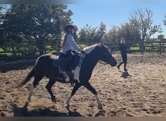 More ponies/small horses, Mare, 8 years, 13,1 hh, Pinto