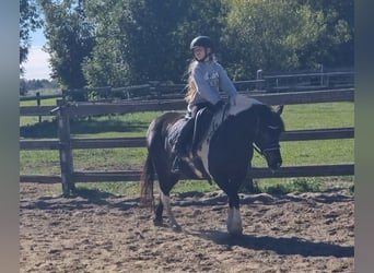 More ponies/small horses, Mare, 8 years, 13,1 hh, Pinto