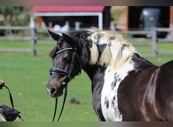 More ponies/small horses, Mare, 8 years, 13,1 hh, Pinto