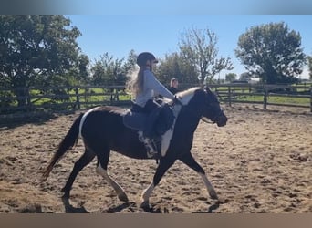 More ponies/small horses, Mare, 8 years, 13,1 hh, Pinto