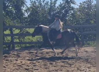 More ponies/small horses, Mare, 8 years, 13,1 hh, Pinto
