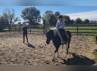 More ponies/small horses, Mare, 8 years, 13,1 hh, Pinto
