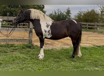More ponies/small horses, Mare, 8 years, 13,1 hh, Pinto