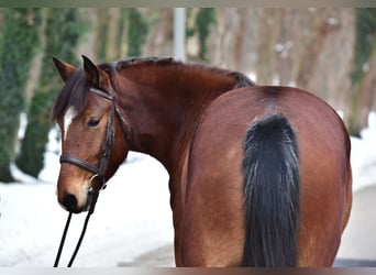 More ponies/small horses, Mare, 8 years, 14.1 hh, Brown