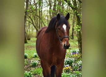 More ponies/small horses, Mare, 8 years, 14.1 hh, Brown