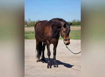More ponies/small horses, Mare, 8 years, 14.2 hh, Brown