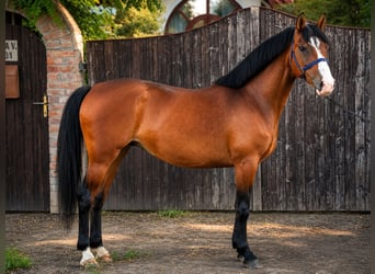 More ponies/small horses, Mare, 8 years, 14.2 hh, Brown