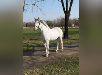More ponies/small horses, Mare, 8 years, 14.2 hh, Grey