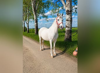 More ponies/small horses, Mare, 8 years, 14.2 hh, Grey