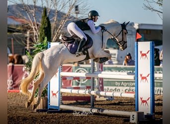More ponies/small horses, Mare, 8 years, 14.2 hh, Palomino