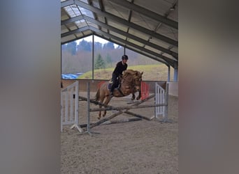 More ponies/small horses, Mare, 8 years, 14.2 hh, Roan-Red