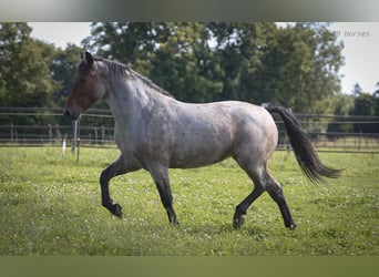 More ponies/small horses, Mare, 8 years, 14.3 hh, Roan-Bay More ponies/small horses, Mare, 8 years, 14.3 hh, Roan-Bay