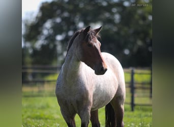 More ponies/small horses, Mare, 8 years, 14.3 hh, Roan-Bay More ponies/small horses, Mare, 8 years, 14.3 hh, Roan-Bay