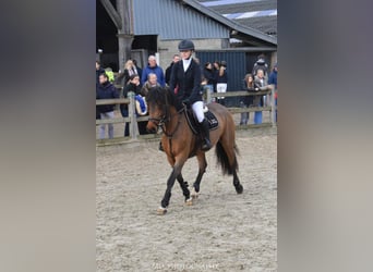 More ponies/small horses, Mare, 8 years, 14 hh, Brown
