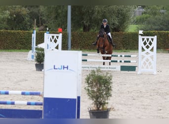 More ponies/small horses, Mare, 8 years, 14 hh, Brown