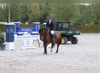 More ponies/small horses, Mare, 8 years, 14 hh, Brown