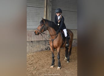 More ponies/small horses, Mare, 8 years, 14 hh, Brown