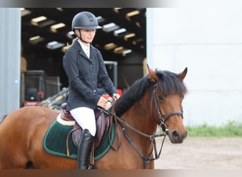 More ponies/small horses, Mare, 8 years, 14 hh, Brown