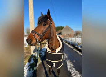 More ponies/small horses, Mare, 8 years, 14 hh, Brown