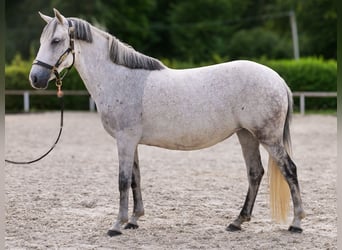 More ponies/small horses, Mare, 8 years, 14 hh, Grey