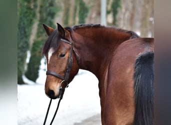 More ponies/small horses, Mare, 8 years, 14,1 hh, Brown
