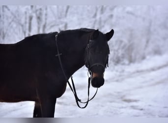 More ponies/small horses, Mare, 8 years, 14,2 hh, Brown